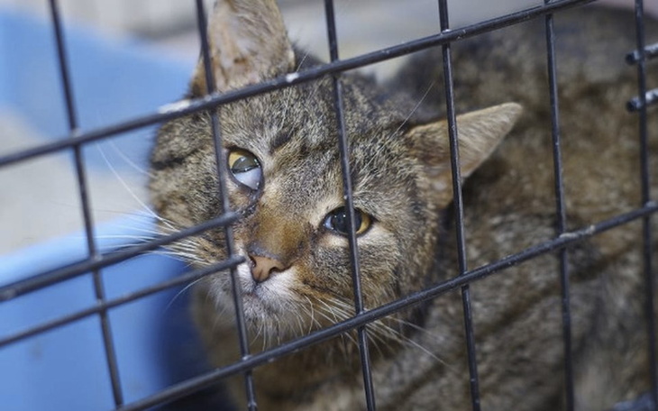 Zbiórka Zakup klatek bytowych dla kotów - zdjęcie główne