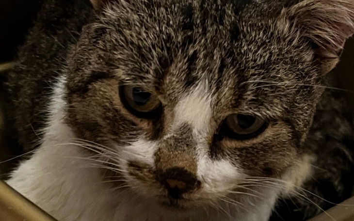 Zbiórka Uratujmy życie bezdomniaczka - zdjęcie główne