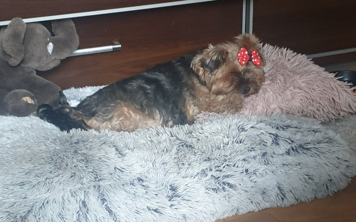 Zbiórka Pomoc w płatności do lecznicy - zdjęcie główne