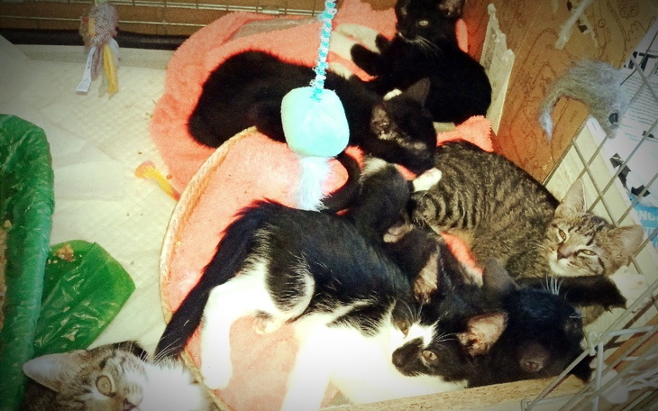 Zbiórka Kociaki z Poziomki - zdjęcie główne