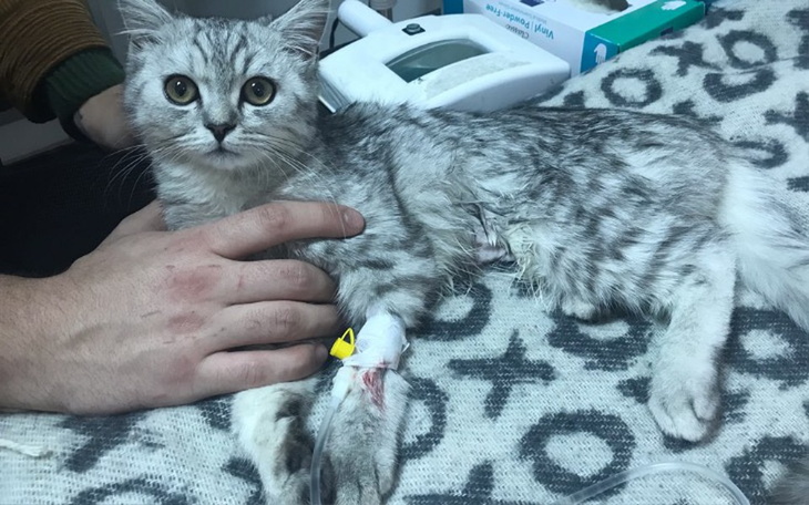 Zbiórka Operacja dla mojego kota - zdjęcie główne