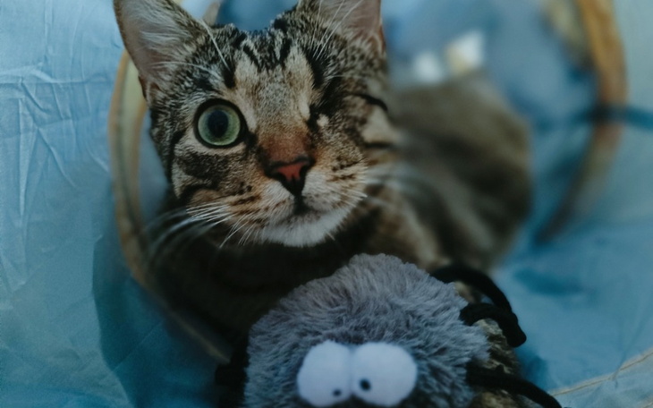 Zbiórka Pomóż nam uratować Kirka - zdjęcie główne