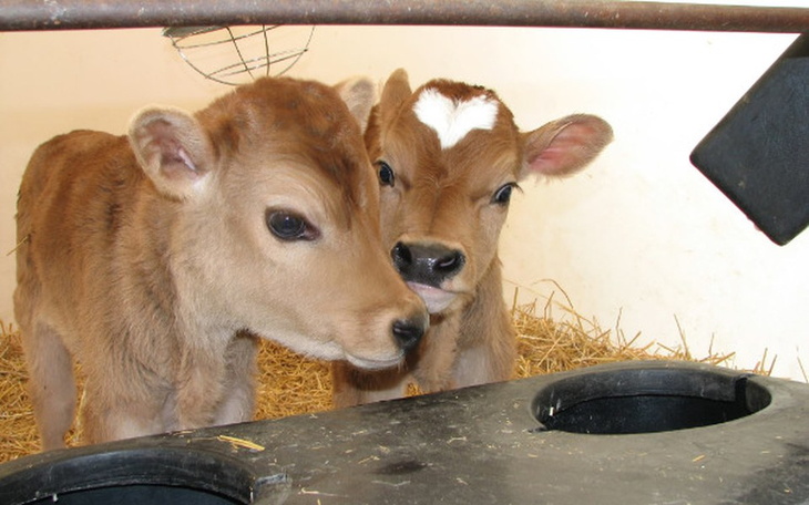 Zbiórka Zbieram na krówkę - zdjęcie główne