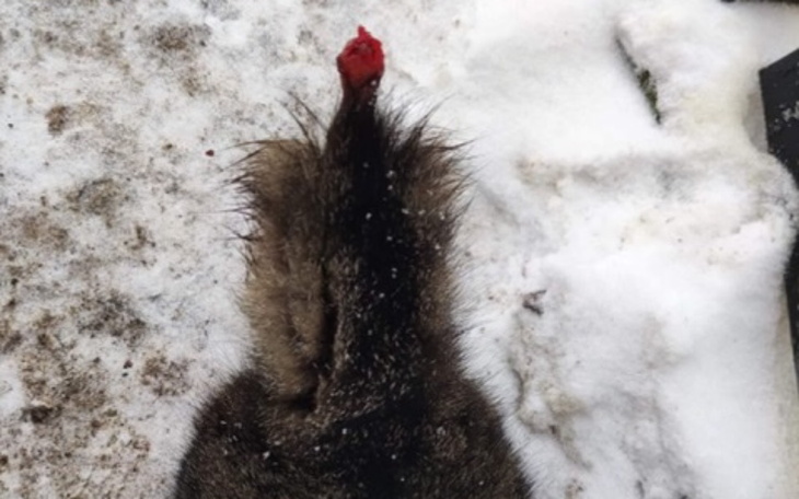 Zbiórka Urwany ogon i ból - zdjęcie główne