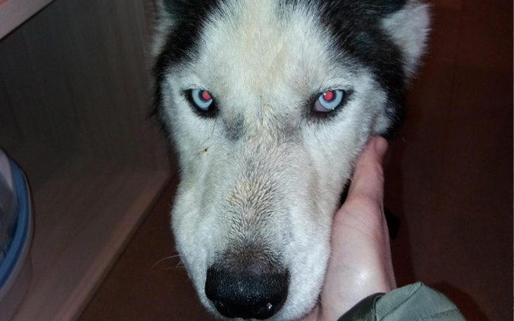 Zbiórka Ocalony Czaki dług pozostał - zdjęcie główne