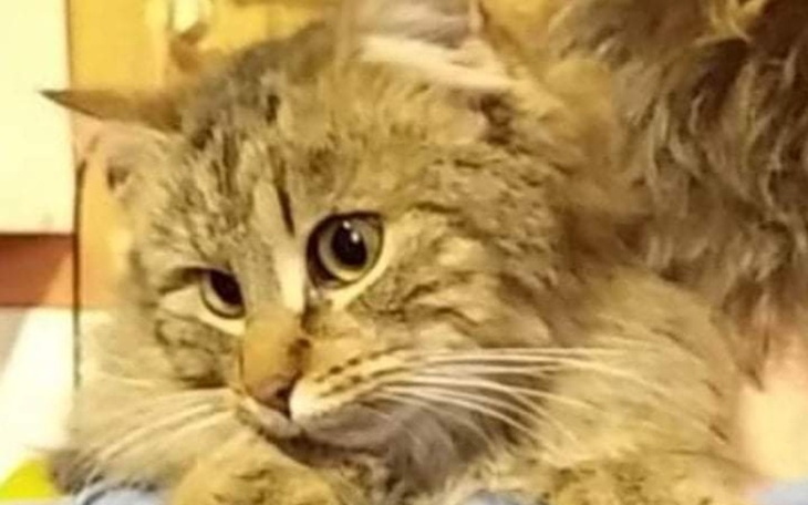 Zbiórka Dla Kitku na weta - zdjęcie główne