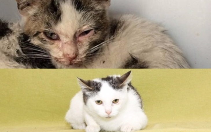 Zbiórka Jest szansa na lepszy koci świat - zdjęcie główne