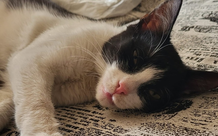 Zbiórka Sabrina walczy o życie - zdjęcie główne