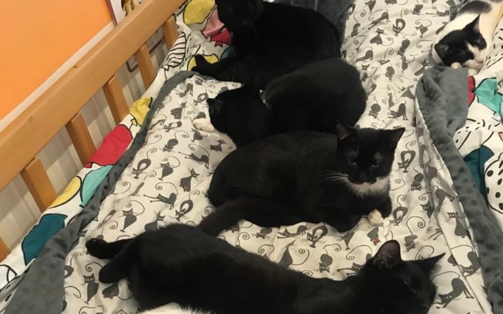 Zbiórka Na leczenie i karmę dla kotków - zdjęcie główne