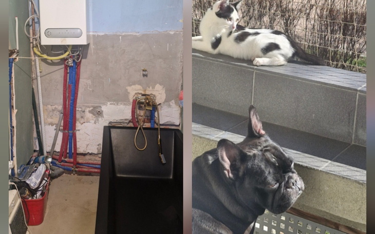 Widok na łazienkę z kotem i psem odpoczywającymi na zewnątrz.