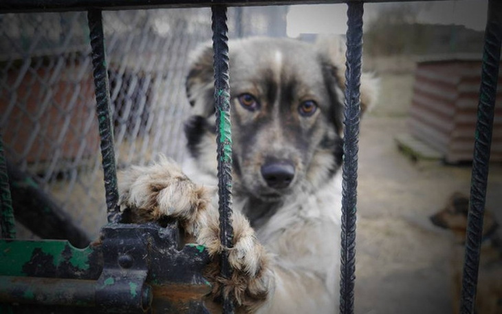 Pies za kratami, z wyrazem tęsknoty w oczach.