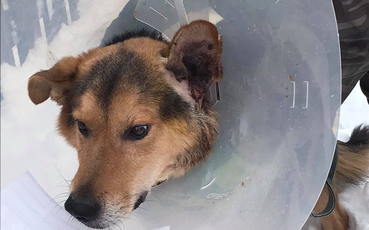 Zbiórka Jedno ucho psa Pokusa - zdjęcie główne