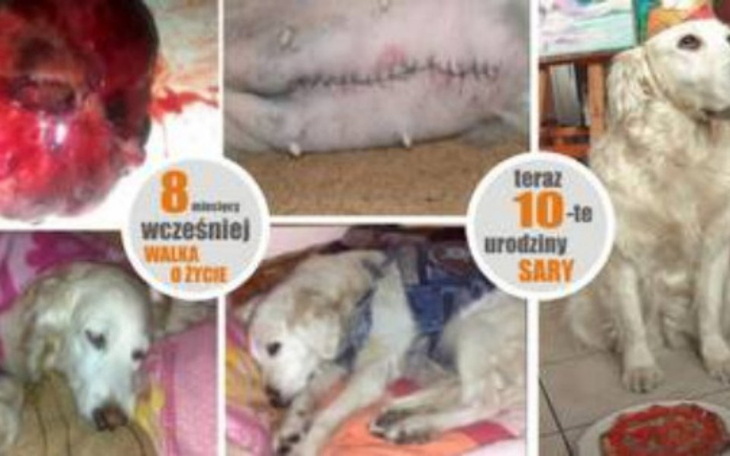 Zbiórka POMOC dla SARY - WALKA o ŻYCIE - zdjęcie główne