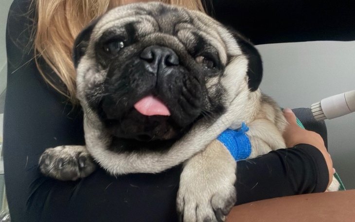 Pies rasy mops w objęciach właściciela, z uśmiechem na twarzy.