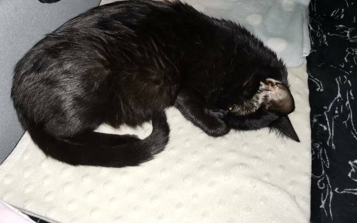 Zbiórka Melka kontra FIP, wygrać życie - zdjęcie główne