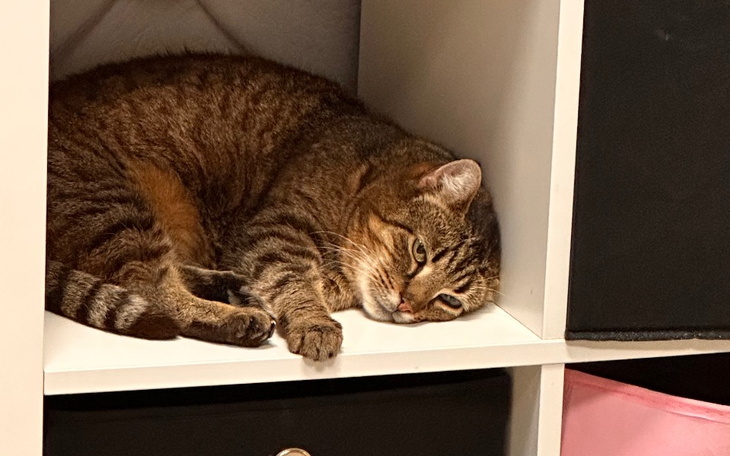 Zbiórka Uratujmy RUDZIE z Targowej - zdjęcie główne