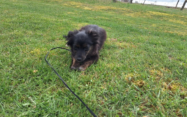 Mały czarny pies bawiący się na trawie.