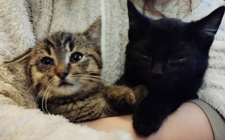 Zbiórka Duże smutki małych kotków - zdjęcie główne