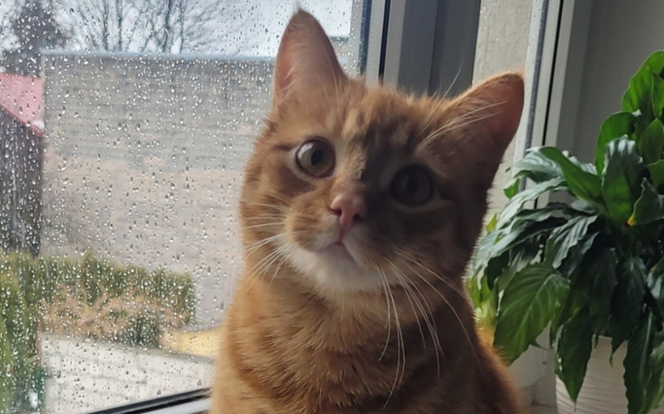 Zbiórka Fifi walczy o życie z chorobą - zdjęcie główne