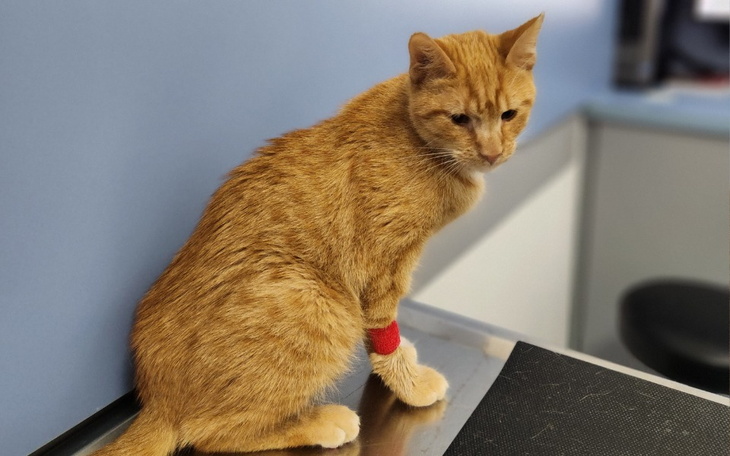 Zbiórka Pomóżcie uratować Sylwestra - zdjęcie główne