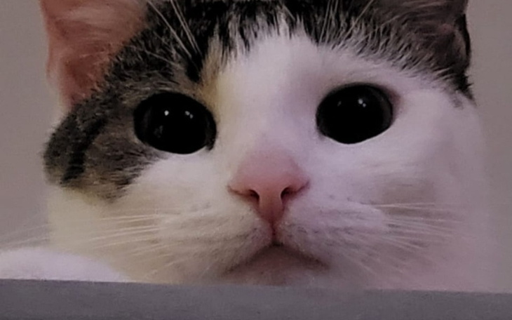 Kot z dużymi oczami, patrzy z zaciekawieniem.