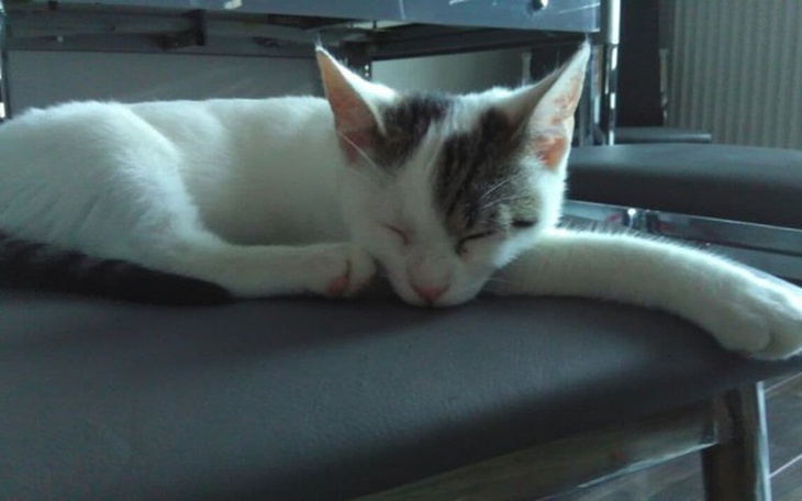 Zbiórka Leczenie kotka z chorym dyskiem - zdjęcie główne