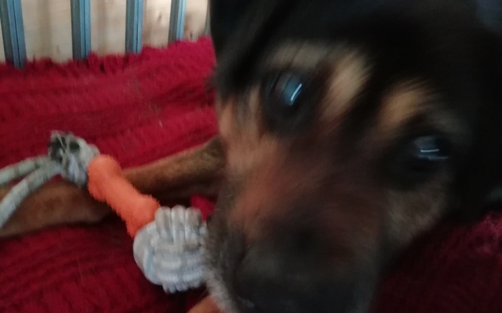 Zbiórka Na leczenie psa i kotow - zdjęcie główne