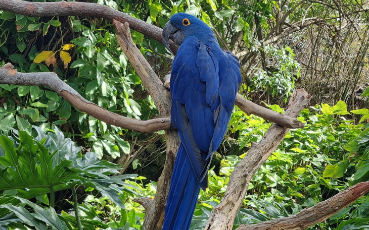 Niebieski papuga siedząca na gałęzi w tropikalnym otoczeniu.