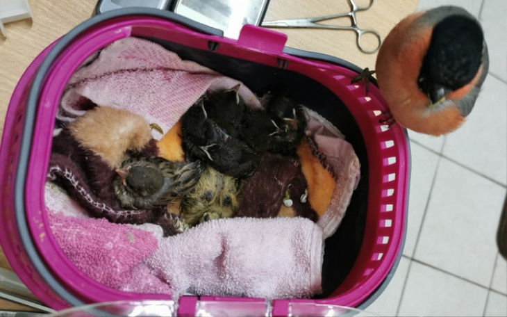 Zbiórka Opieka nad pisklętami - zdjęcie główne