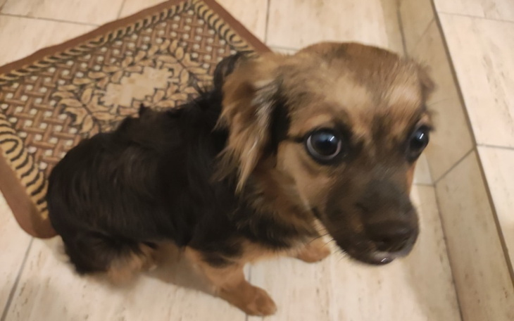 Zbiórka Dla kochanej chorej suczki - zdjęcie główne