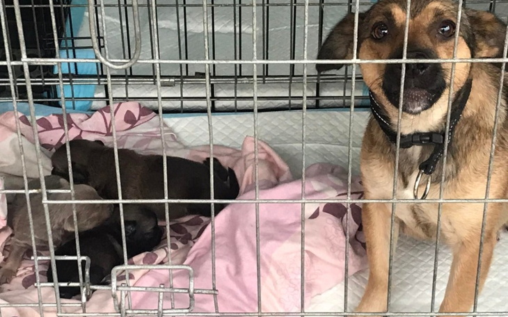 Zbiórka Ratujemy psią mamę i jej dzieci - zdjęcie główne