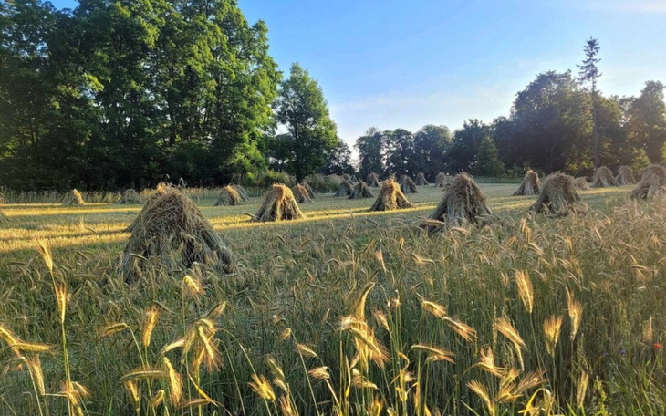 Widok na pole z zebranym zbożem w promieniach słońca.