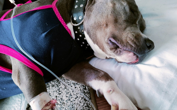 Śpiący pies w ubraniu, z kroplówką obok.