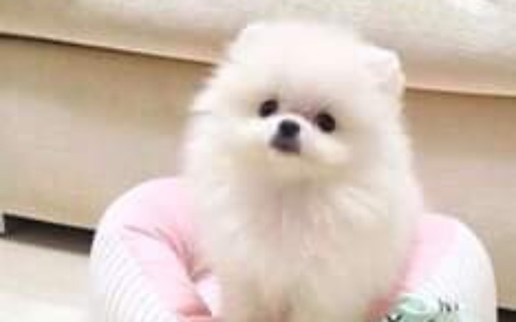 Zbiórka Wymarzony piesek dla dzieci - zdjęcie główne