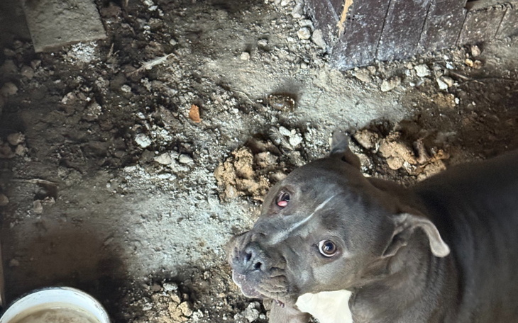 Pies rasy pitbull w zniszczonym otoczeniu.