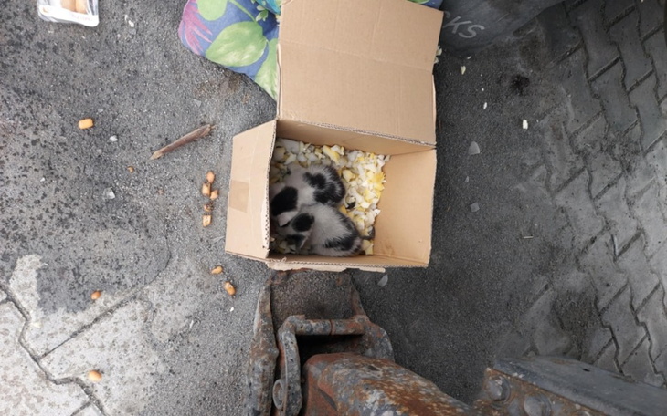 Zbiórka umierające na śmietniku - zdjęcie główne