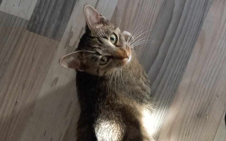 Zbiórka Leczenie krwiaka ucha u Coco - zdjęcie główne