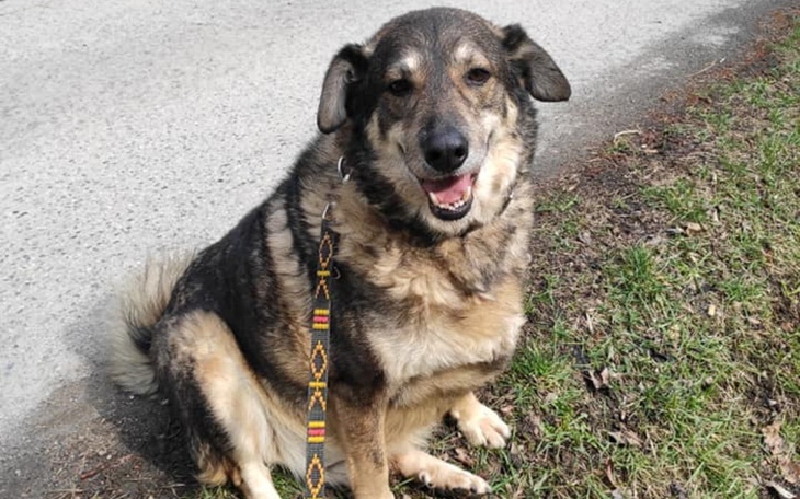 Zbiórka Psy Harbutowic zbierają na prąd - zdjęcie główne