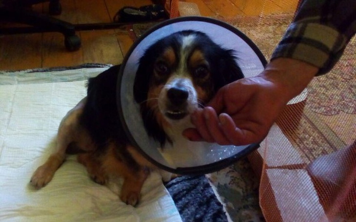 Zbiórka Operacja poważnych złamań u psa. - zdjęcie główne