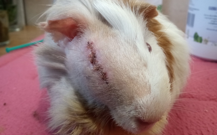 Zbiórka Wafel - Mały Wielki Wojownik - zdjęcie główne