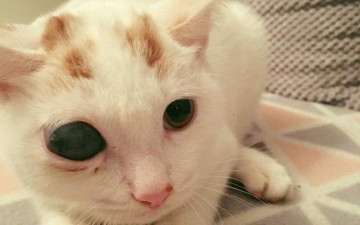 Zbiórka Bjork Cierpiał miesiąc - zdjęcie główne