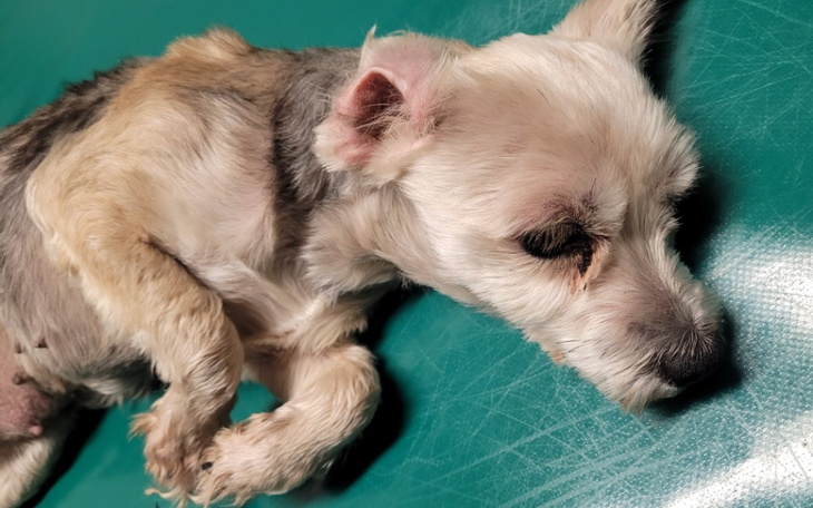 Zbiórka Walczymy o Lilusie - zdjęcie główne