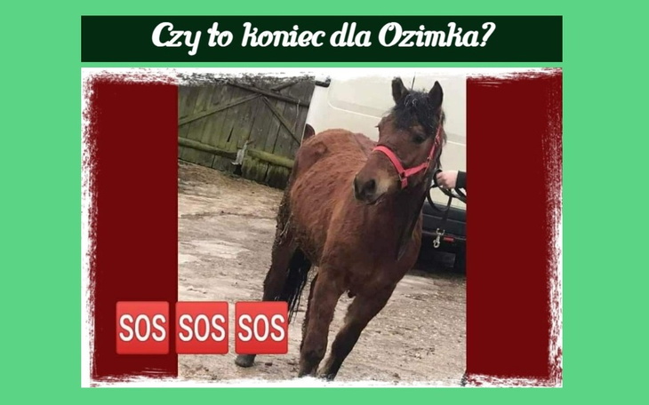 Zbiórka Końskie dziecko prosi o życie - zdjęcie główne