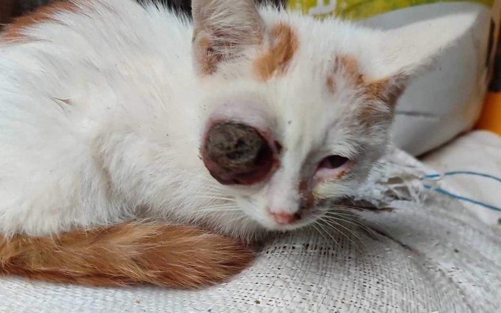 Zbiórka Amputacja oczka u kotka Pirata - zdjęcie główne