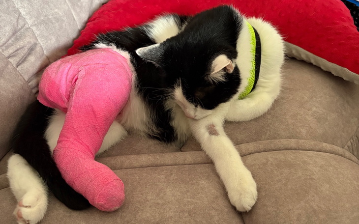 Kot z różowym opatrunkiem na nodze, śpi na kanapie.