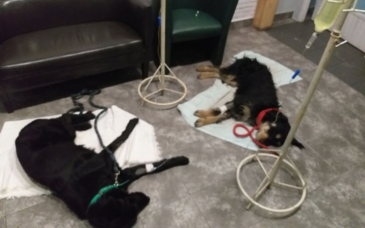 Zbiórka Terry i Czarny walczą o życie! - zdjęcie główne