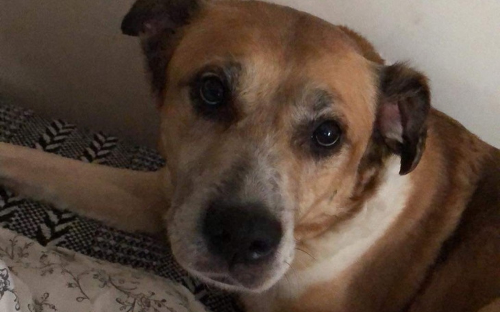 Zbiórka Bella potrzebuje operacji - zdjęcie główne