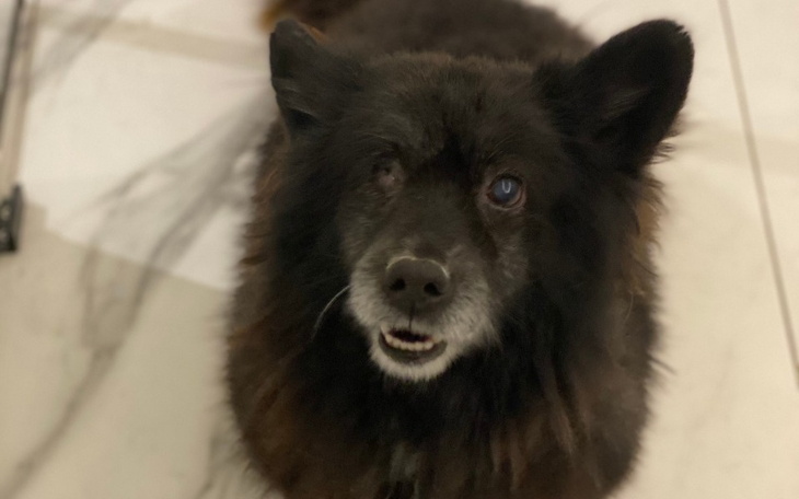 Zbiórka Ratujemy jednookiego Jackiego - zdjęcie główne