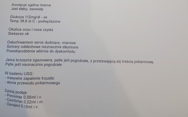 Zbiórka Leczenie szynszyli Świnek - zdjęcie główne