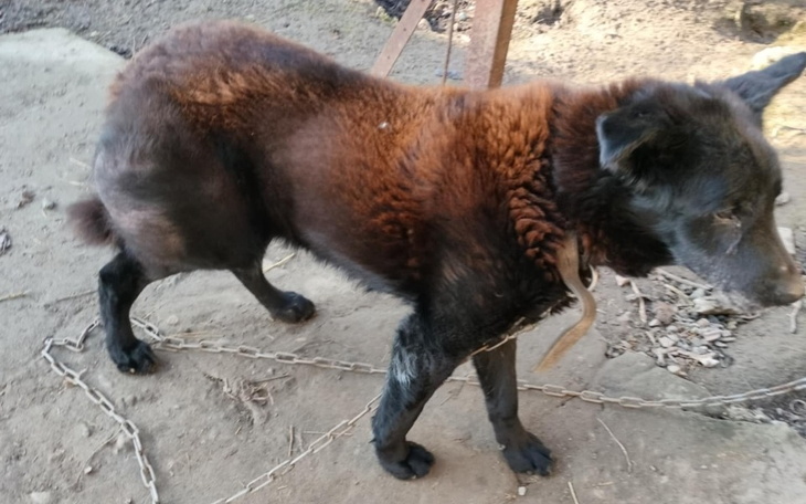 Pies na łańcuchu, potrzebujący pomocy i wsparcia.